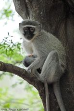 Grüne Meerkatzen (9 von 67).jpg